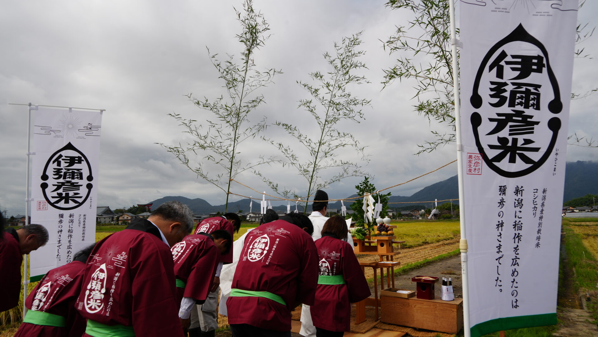 令和８年の抜穂祭を行いました ～伊彌彦米10周年の実りに感謝～